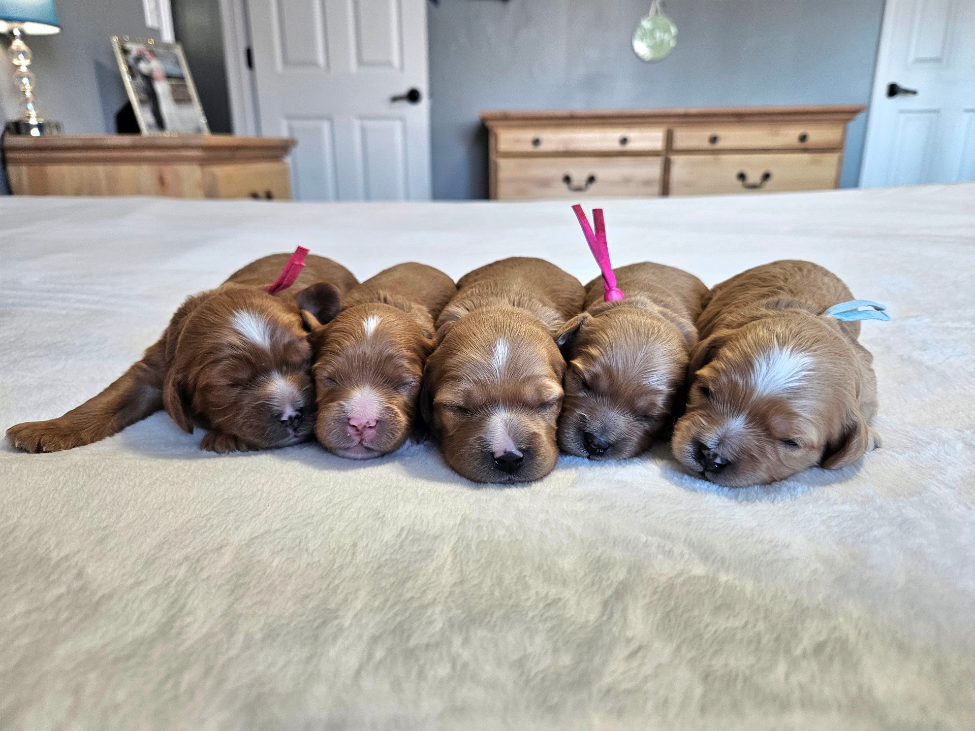 A litter of Lucky Doodle Pups goldendoodle puppies