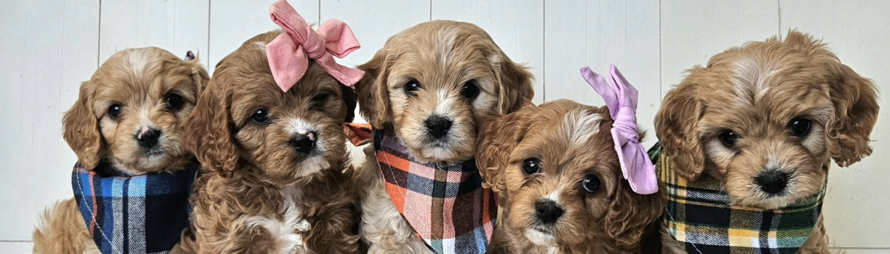 A litter of Lucky Doodle Pups Cavapoo puppies